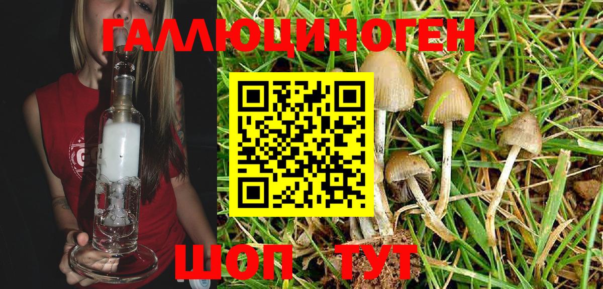 Галлюциногенные грибы Psilocybine cubensis Мурино